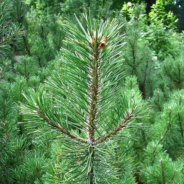 Pinus mugo var. Pumilio ~ Dwarf Mugo Pine, Pumilio Pine