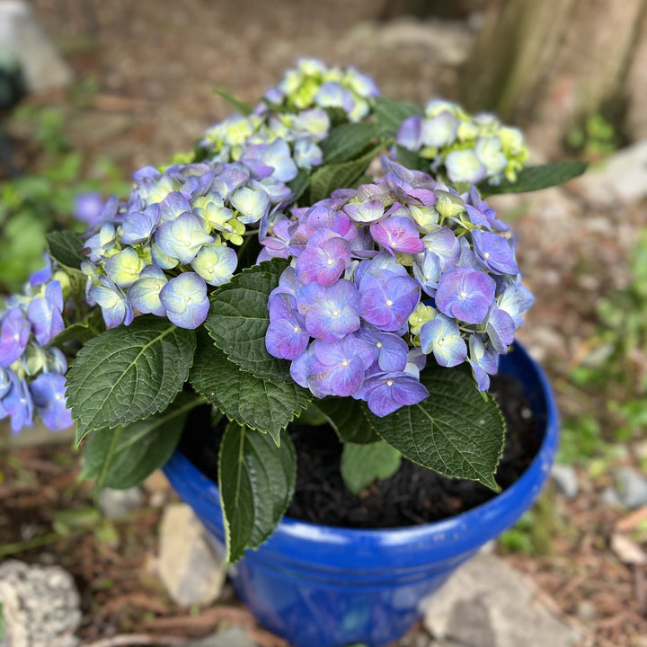 Hydrangea macrophylla 'Mathilda Gutges' ~ Mathilda Gutges Hydrangea