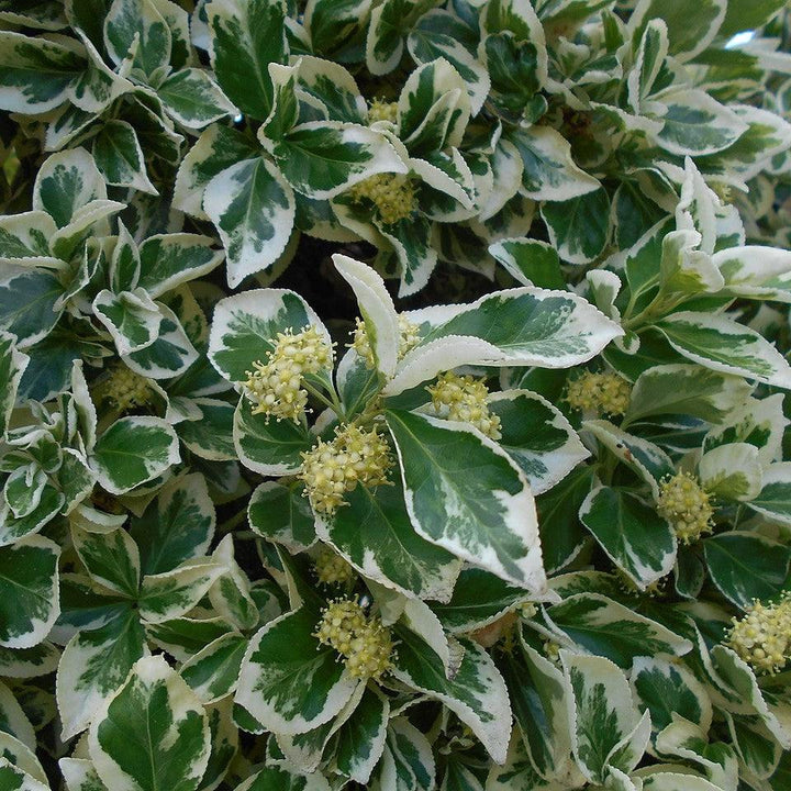 Euonymus fortunei 'Emerald Gaiety' ~ Emerald Gaiety Euonymus