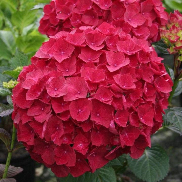 Hydrangea 'Magical Ruby Red'