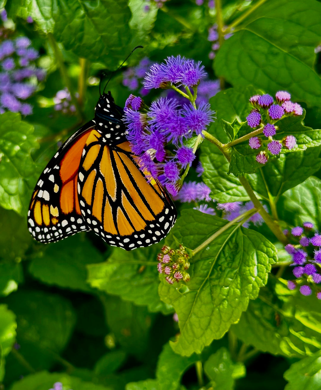 Native Gardening Made Easy + Native Plant Kit