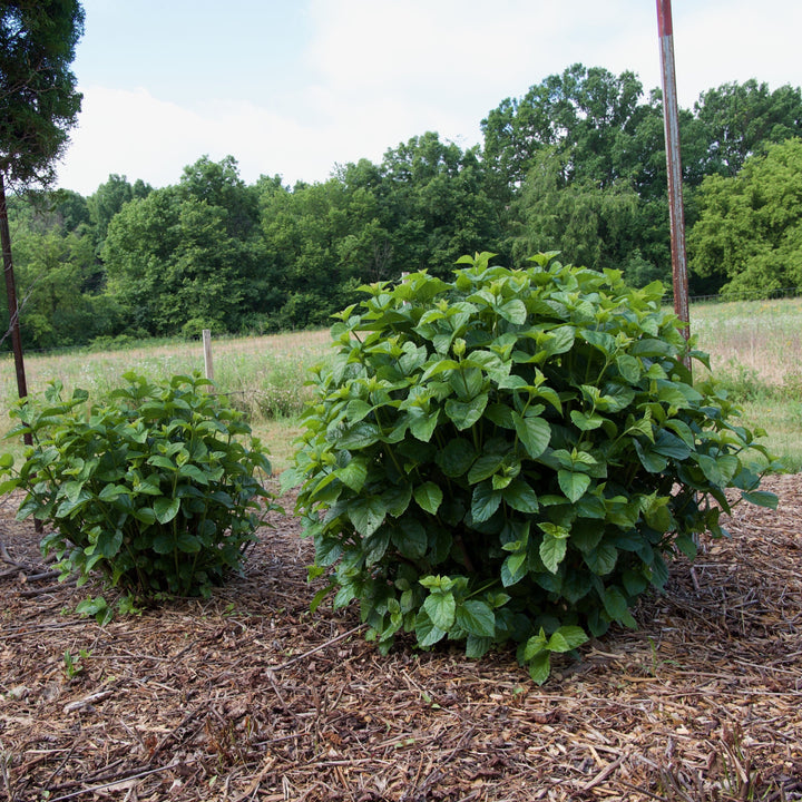 Viburnum dentatum 'Synnestvedt' ~ Chicago Lustre Viburnum