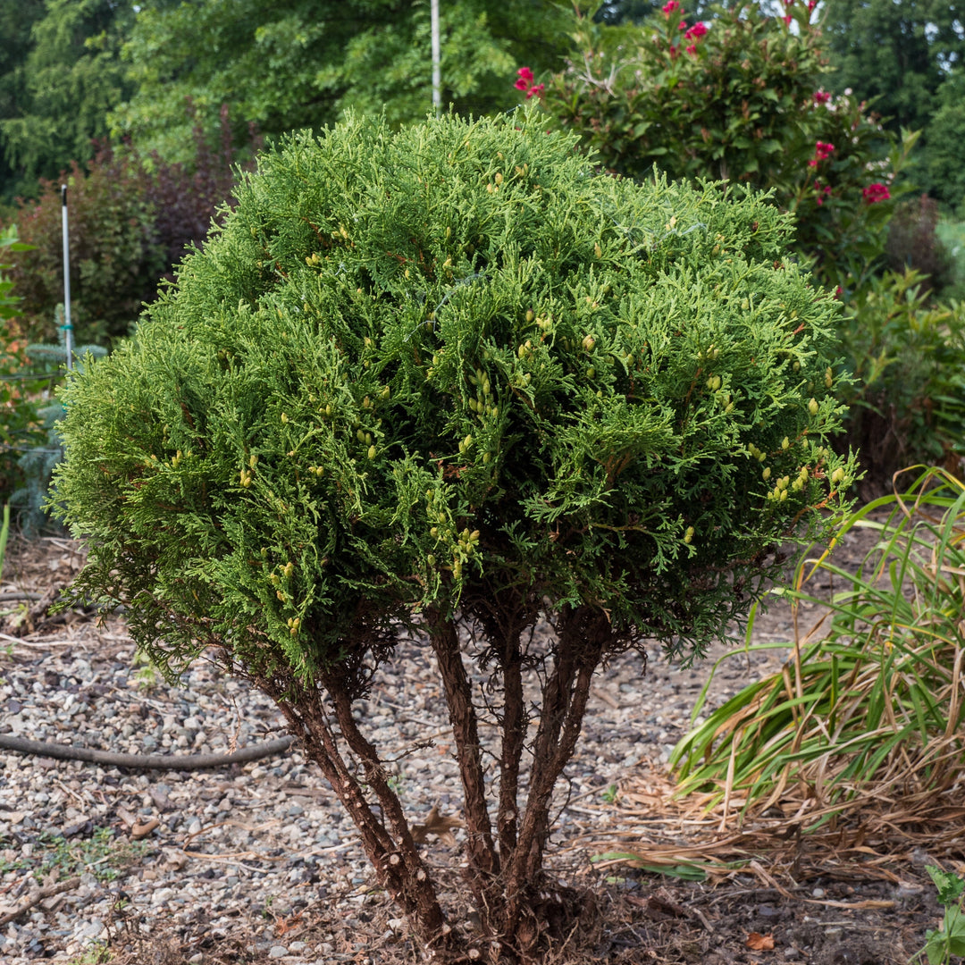 Thuja occidentalis 'Hetz Midget' ~ Hetz Midget Arborvitae, Mini Arborvitae