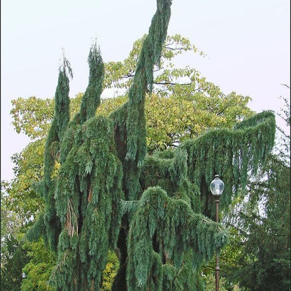 Sequoiadendron giganteum 'Pendulum' ~ Weeping Redwood