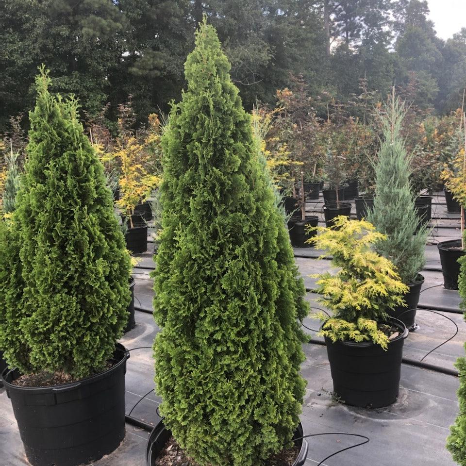 Thuja occidentalis 'DeGroot's Spire' ~ DeGroot's Spire Arborvitae