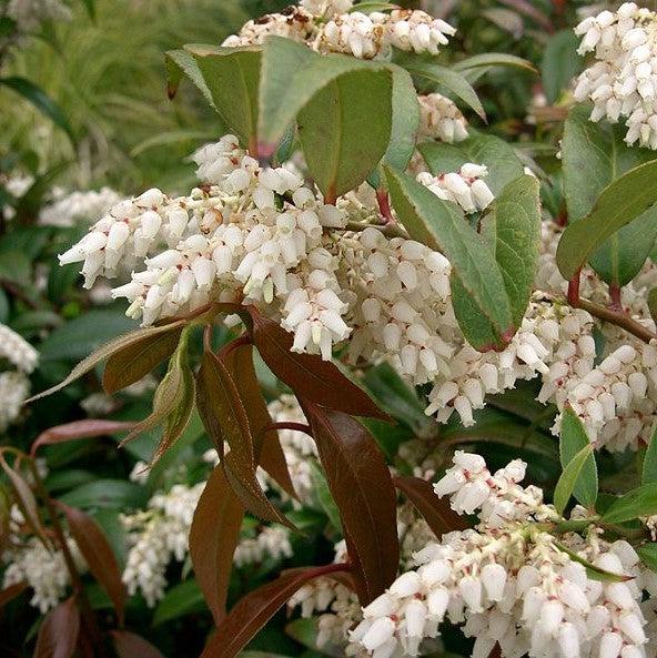 Leucothoe auxillaris ~ Coastal Leucothoe