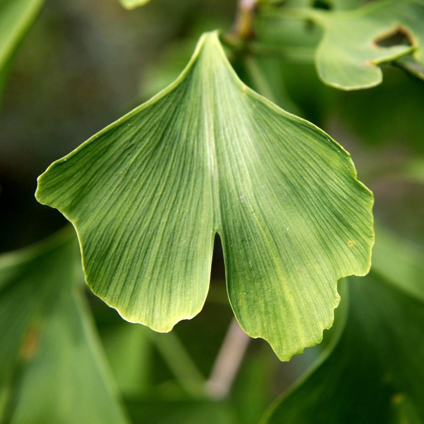 Ginkgo Biloba ~ Ginkgo Tree