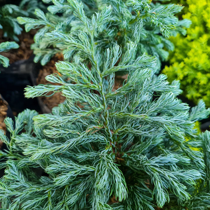 Chamaecyparis pisifera 'True Blue' ~ True Blue Falsecypress