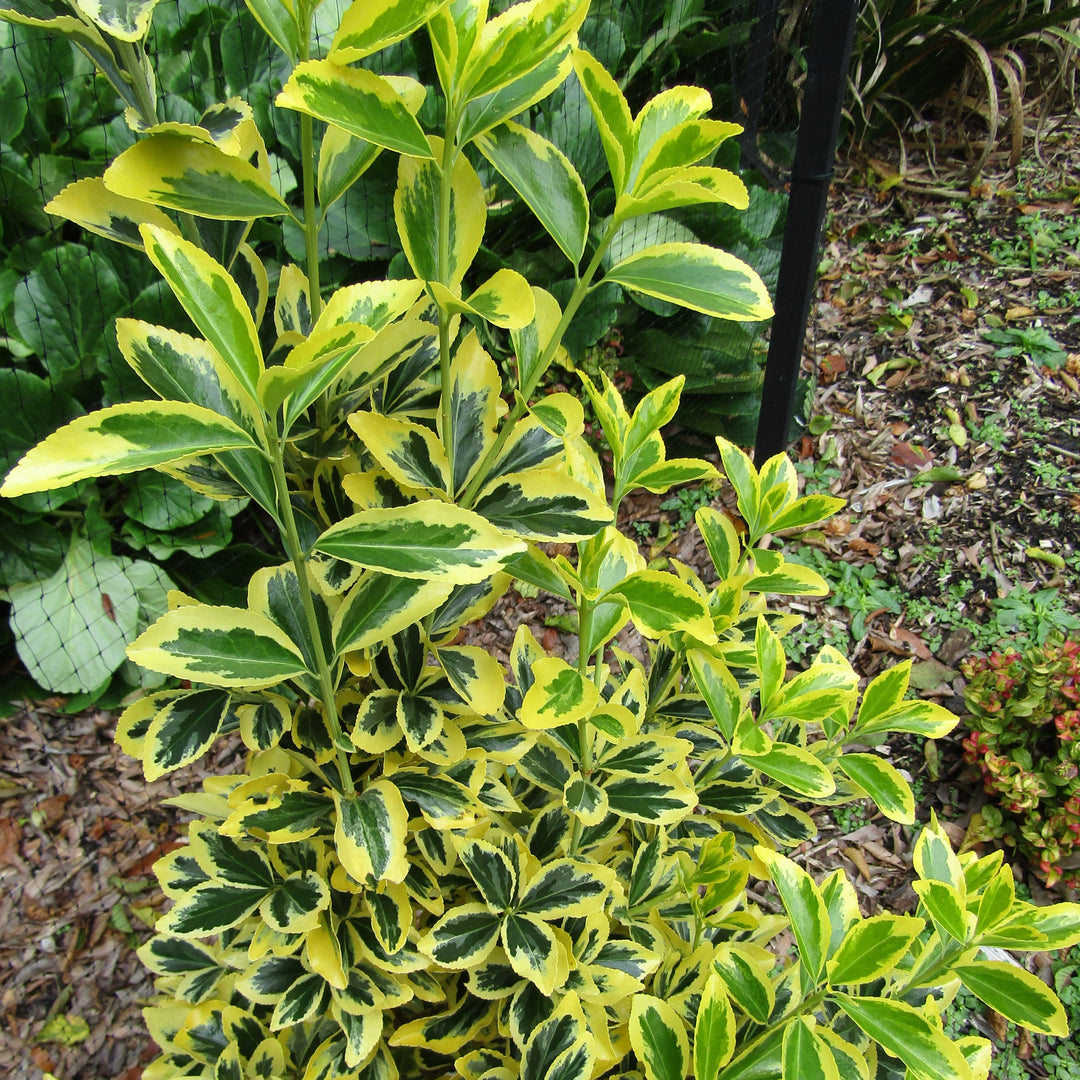 Euonymus fortunei 'Chollipo' ~ Chollipo Euonymus