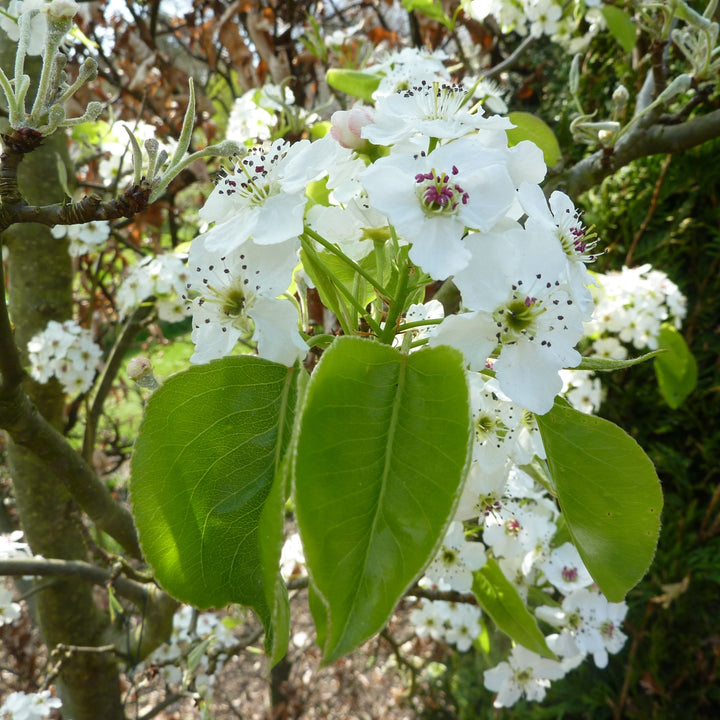 Pyrus calleryana 'Glen's Form' ~ Chanticleer® Flowering Pear