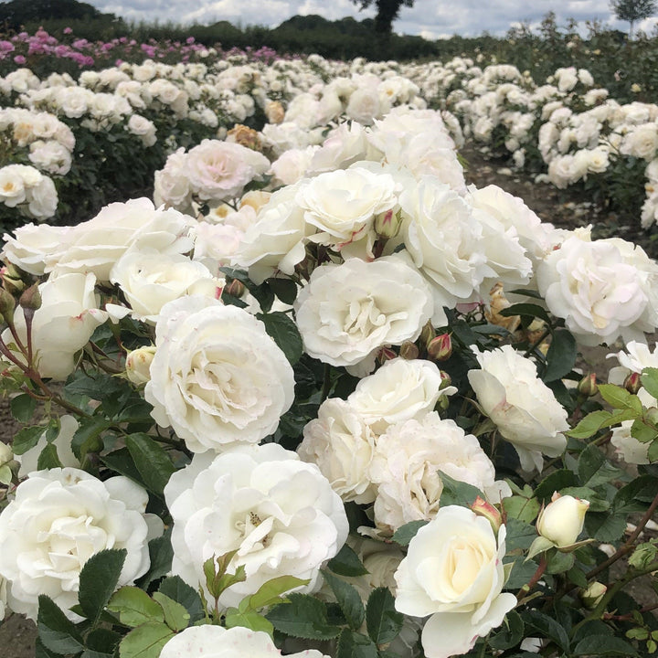 Rosa 'KORfloci111' ~ Veranda® White Rose