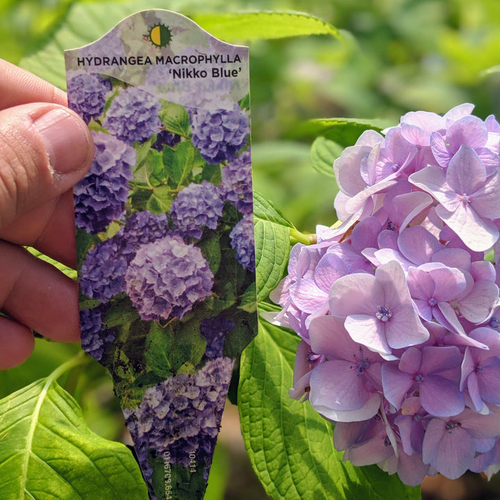 Hydrangea macrophylla 'Nikko Blue' ~ Nikko Blue Hydrangea