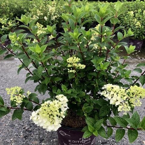 Hydrangea 'Strawberry Sundae'