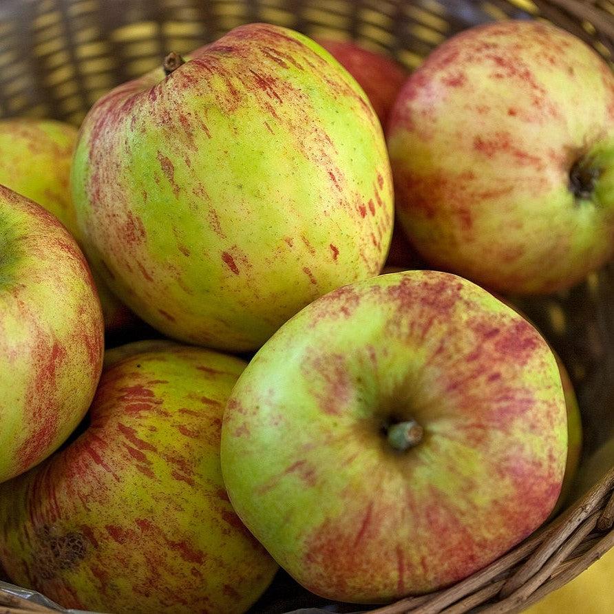 Malus 'Gravensteiner' ~ Gravensteiner Apple