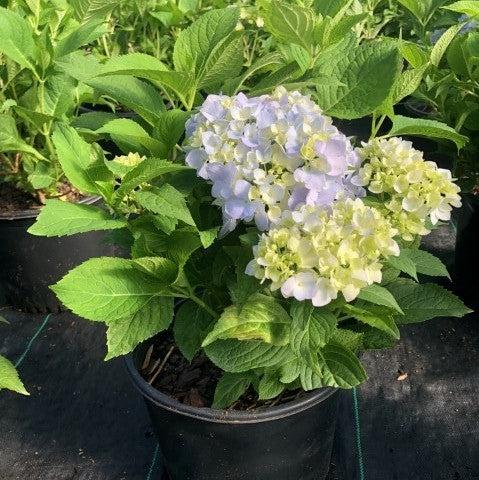 Hydrangea macrophylla 'Penny Mac' ~ Penny Mac Hydrangea