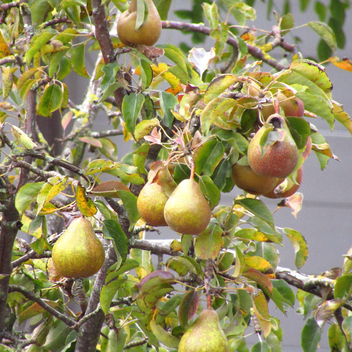 Pyrus communis 'Moonglow' ~ Moonglow Pear