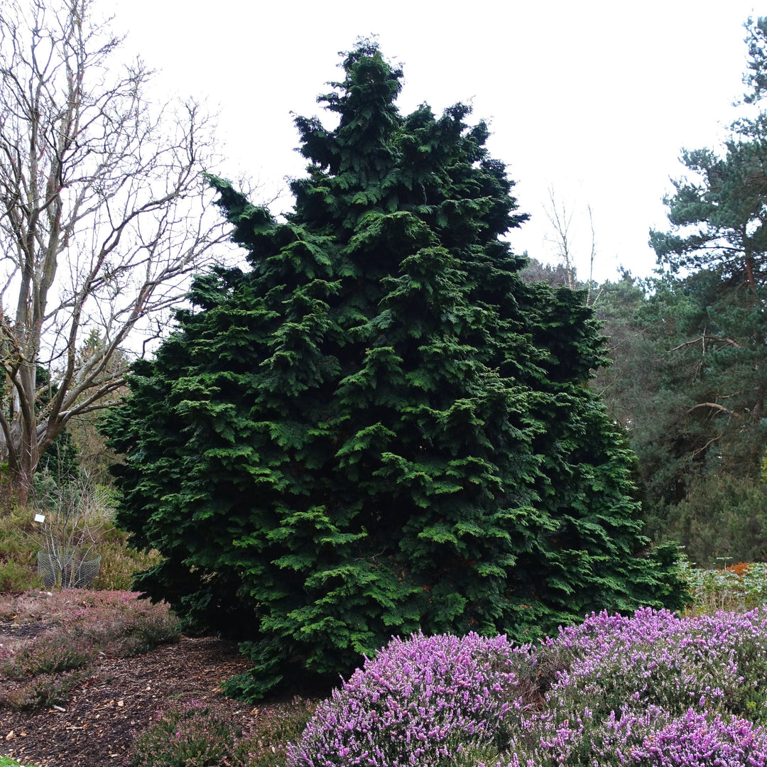 Chamaecyparis obtusa 'Kosteri' ~ Kosteri Hinoki Cypress