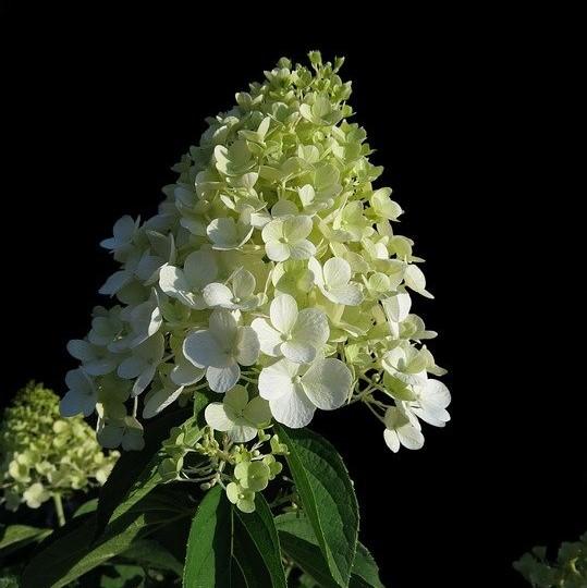 Hydrangea paniculata 'Bailpanone' PP32,549 ~ First Editions® Little Hottie® Hydrangea