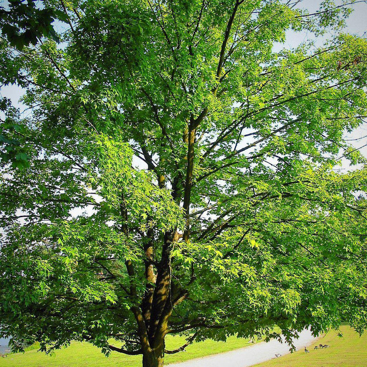 Acer saccharum ~ Sugar Maple