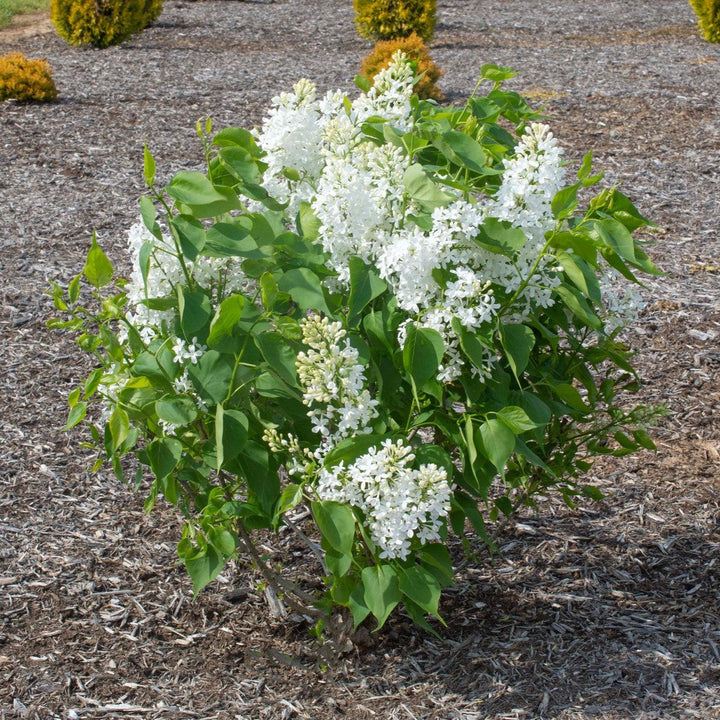 Syringa vulgaris 'G13103' ~ New Age™ White Lilac