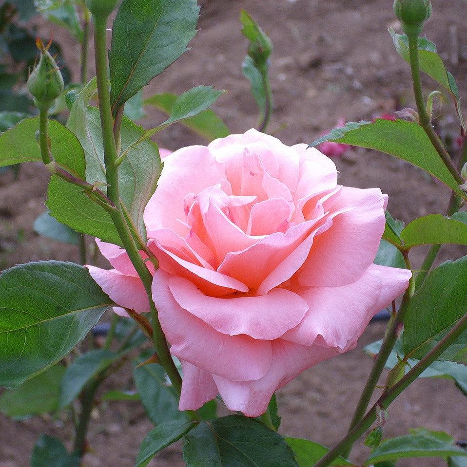 Rosa 'Queen Elizabeth' ~ Queen Elizabeth™ Grandiflora Rose