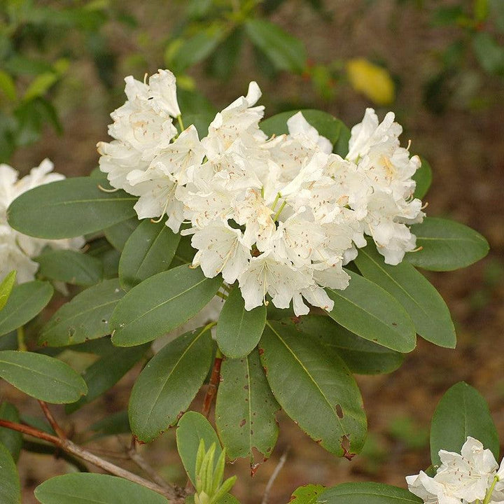 Rhododendron 'Boule de Neige' ~ Boule de Neige Rhododendron