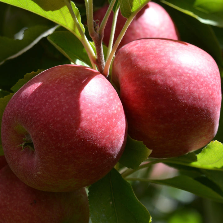 Malus 'Cripps Pink' ~ Pink Lady® Apple