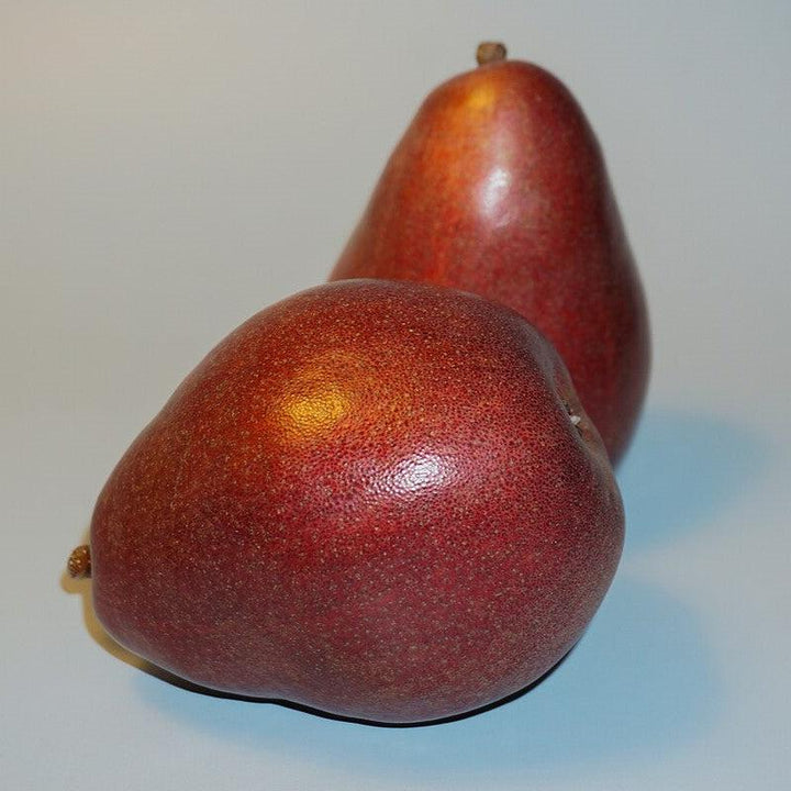 Pyrus communis 'Red D'Anjou' ~ Red D'Anjou Pear