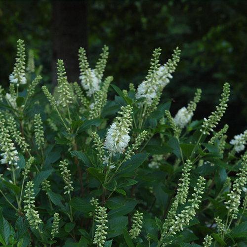 Clethra alnifolia 'Crystalina' ~ Sugartina® Summersweet