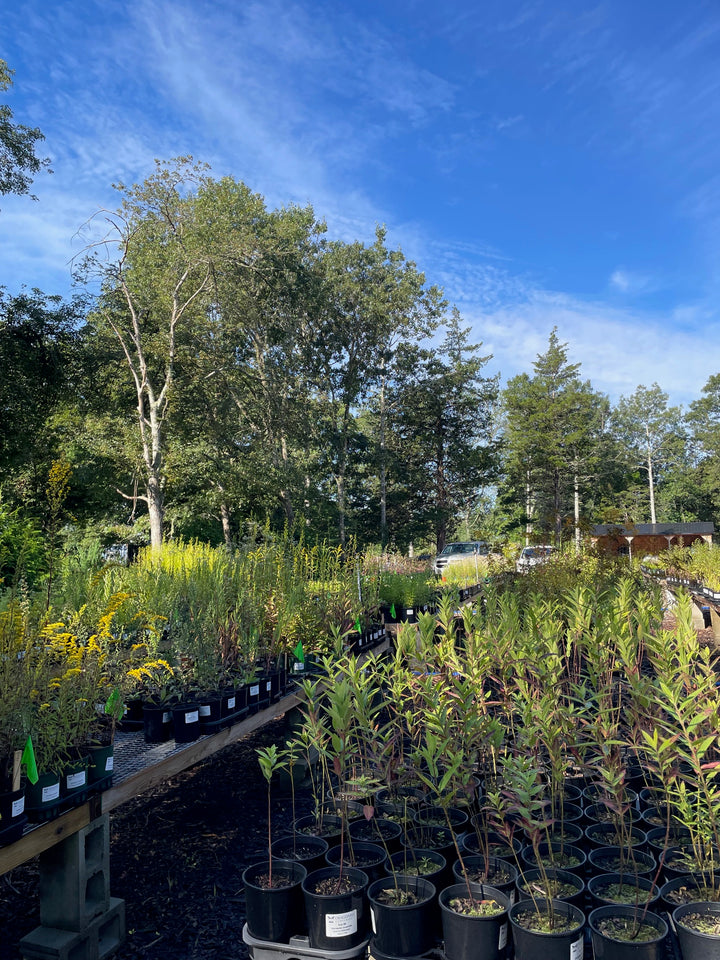 Native Gardening Made Easy + Native Plant Kit