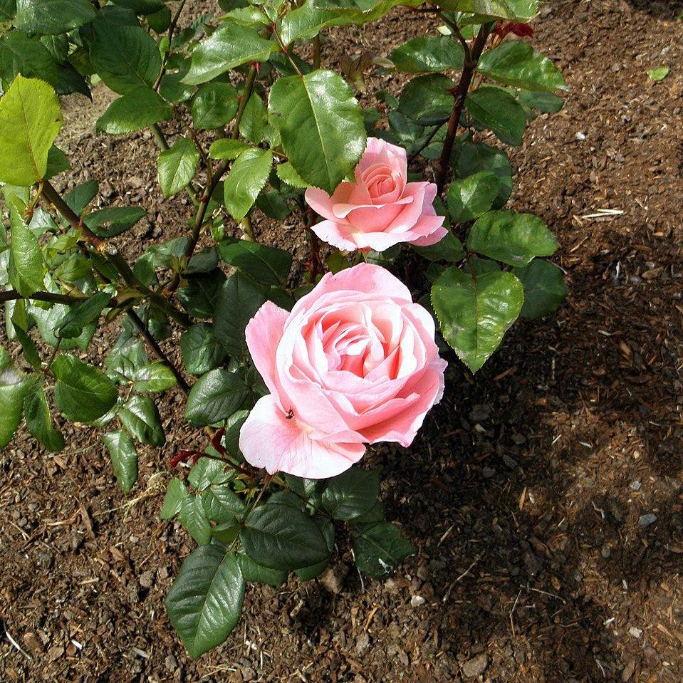 Rosa 'Queen Elizabeth' ~ Queen Elizabeth™ Grandiflora Rose