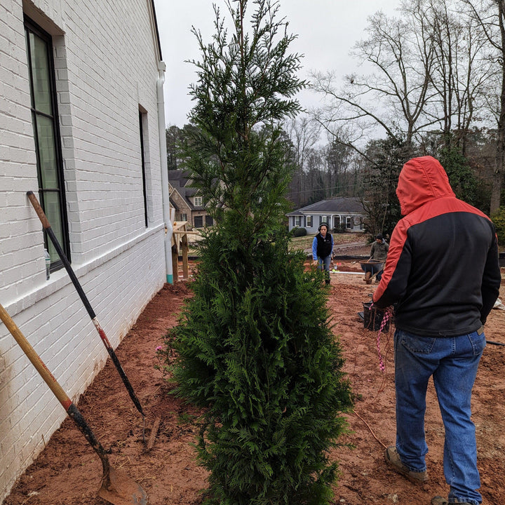 Thuja x 'Steeplechase' ~ Steeplechase Arborvitae