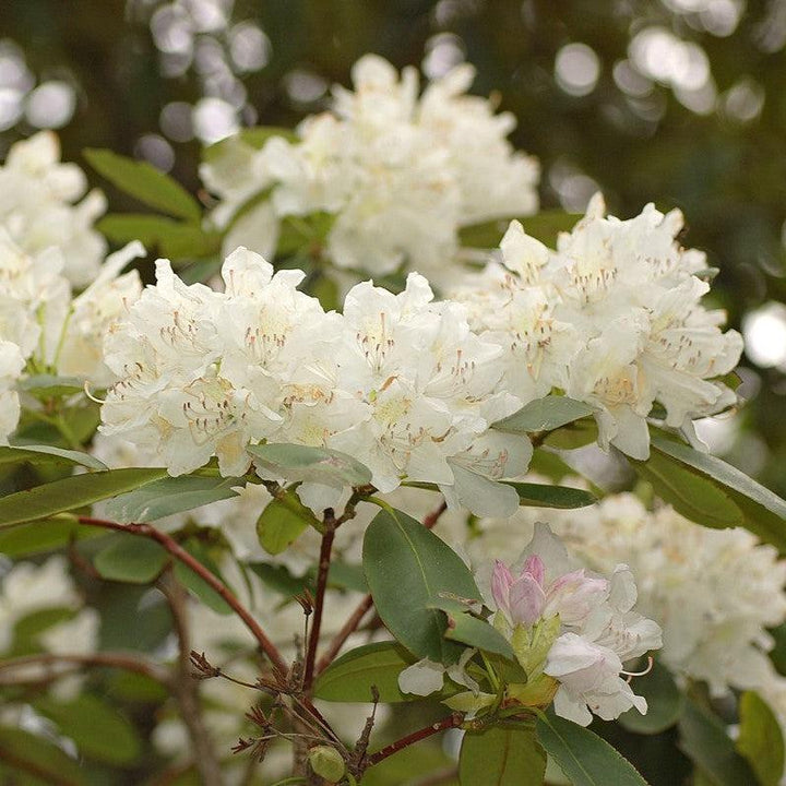 Rhododendron 'Boule de Neige' ~ Boule de Neige Rhododendron