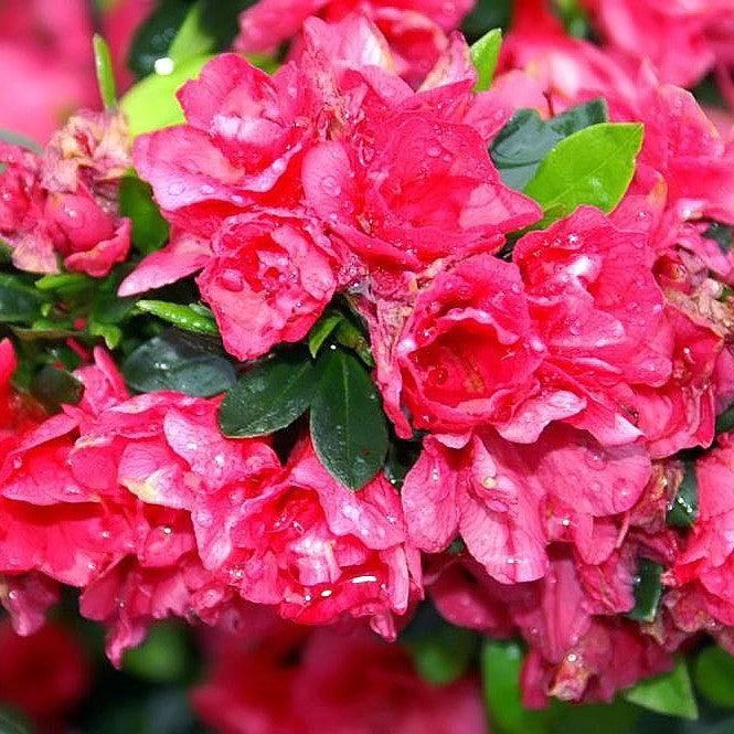 Rhododendron kurume 'Hershey's Red' ~ Hershey's Red Azalea