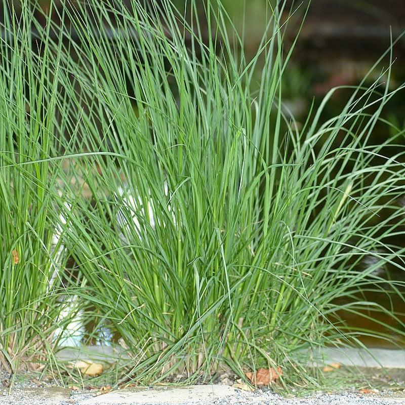 Pennisetum alopecuroides 'Piglet' ~ Piglet Fountain Grass