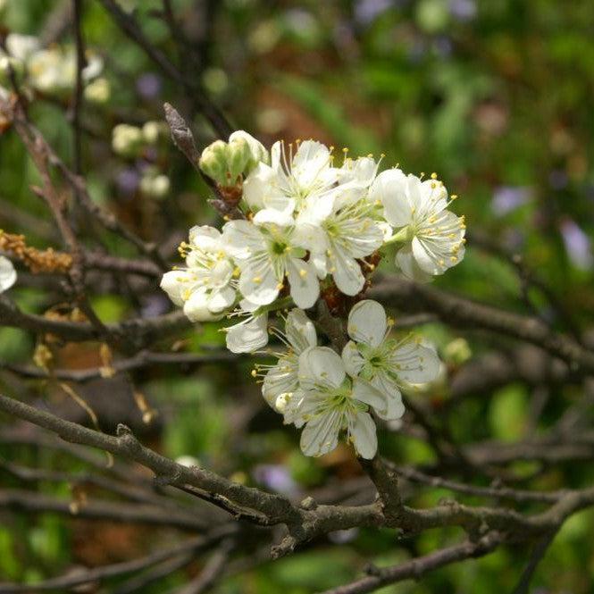 Prunus maritima ~ Beach Plum