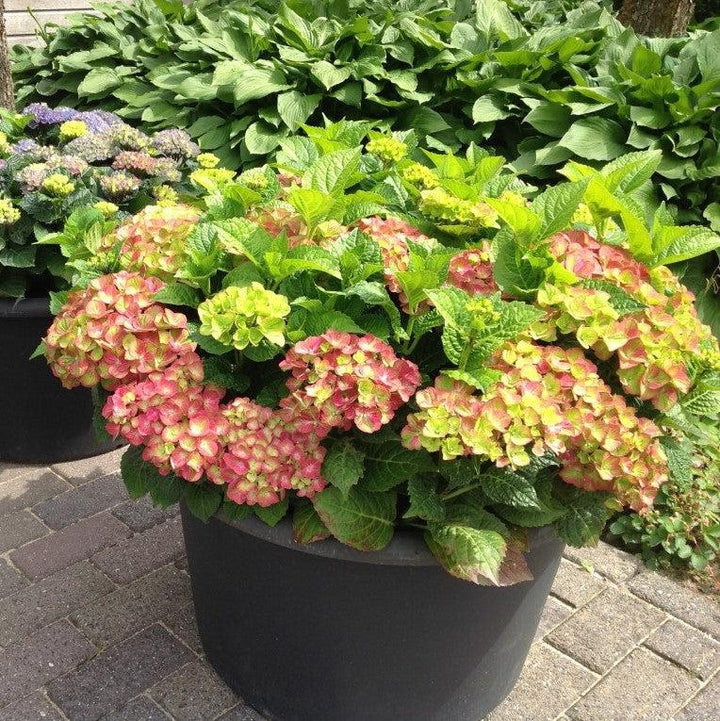 Hydrangea macrophylla 'QUFU' PP26426 ~ Tilt-A-Swirl® Hydrangea