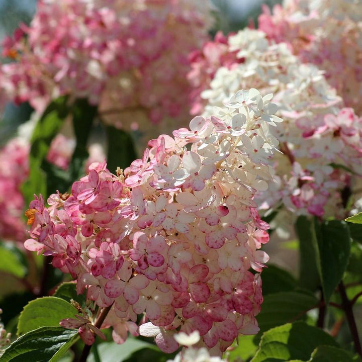 Hydrangea 'Strawberry Sundae'