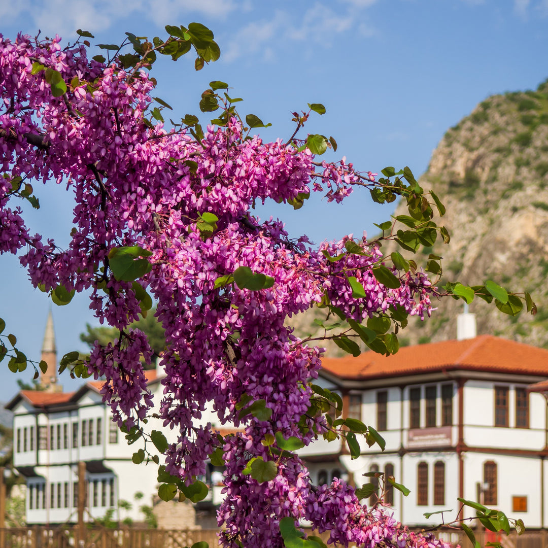 Cercis canadensis 'Pink Heartbreaker' ~ Pink Heartbreaker® Redbud