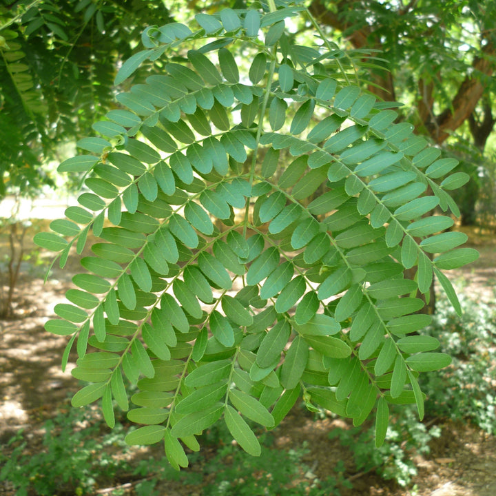 Gleditsia triacanthos var. inermis 'Shademaster' ~ Shademaster Honeylocust