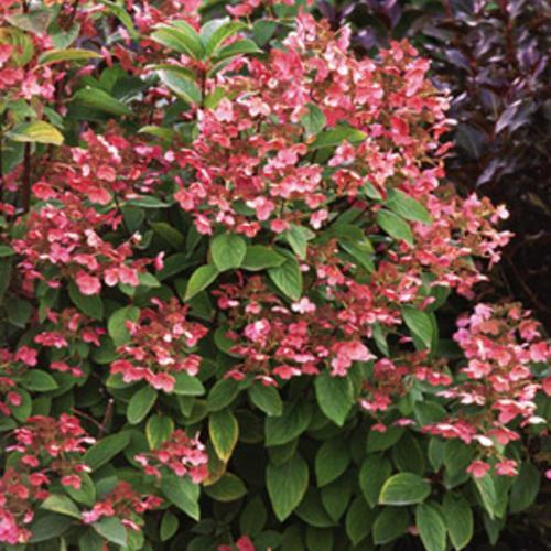 Hydrangea 'Quick Fire'