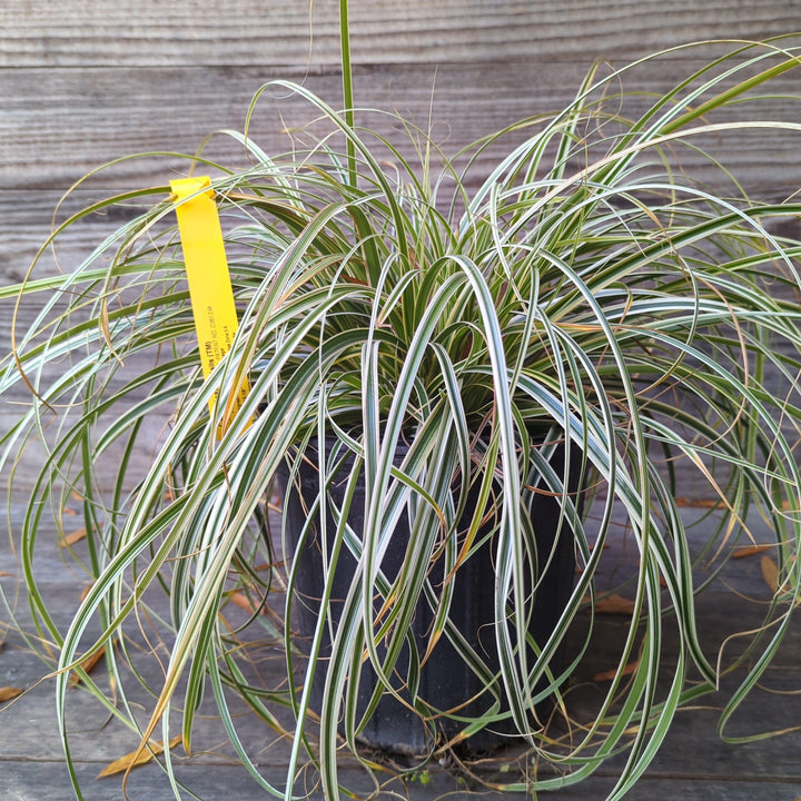 Carex oshimensis 'Feather Falls' ~ Feather Falls Sedge