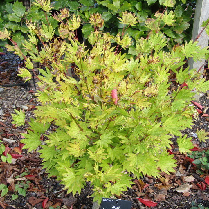 Acer shirasawanum 'Moonrise' ~ Moonrise Japanese Maple