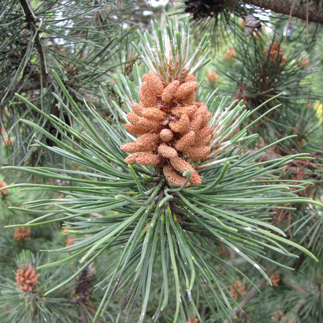 Pinus mugo var. Pumilio ~ Dwarf Mugo Pine, Pumilio Pine