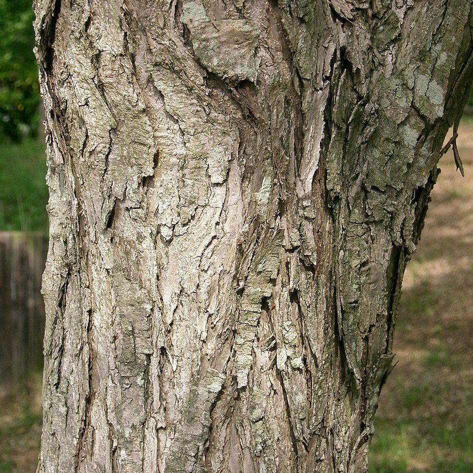 Cercidiphyllum japonicum ~ Katsura Tree