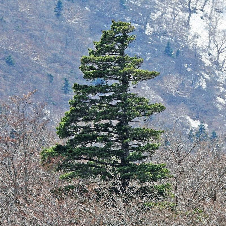 Pinus parviflora ~ Japanese White Pine