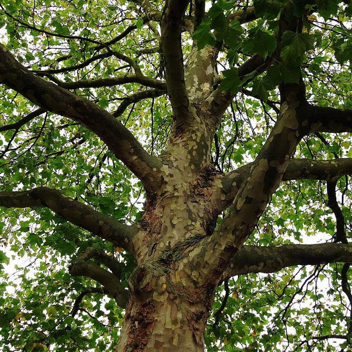 Platanus x acerifolia Bloodgood ~ Bloodgood London Plane tree