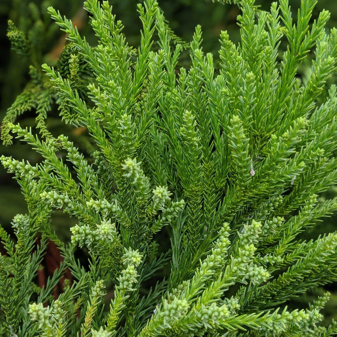 Cryptomeria japonica 'Radicans' ~ Radicans Japanese Cedar