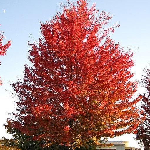 Acer rubrum 'Frank Jr.' PP16769 ~ Redpointe® Red Maple