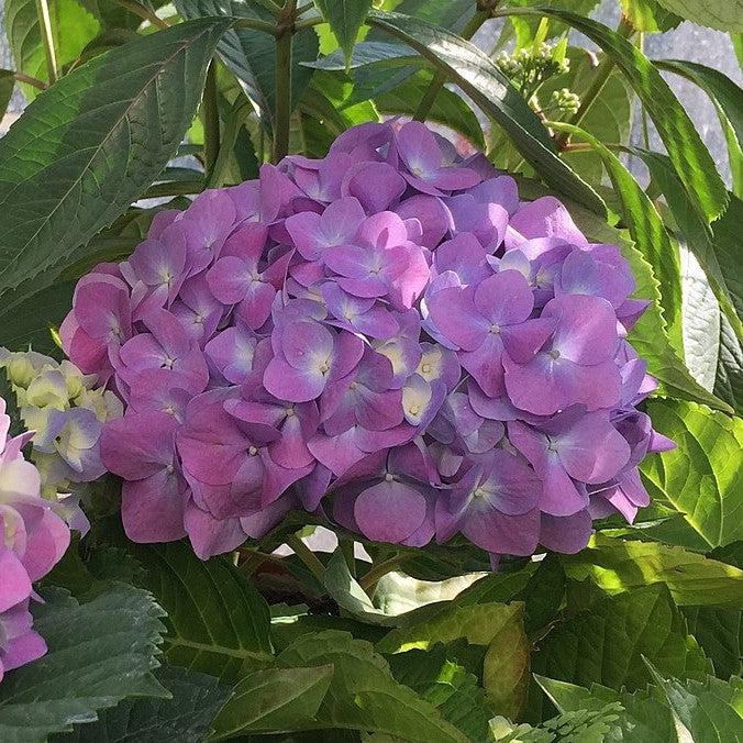 Hydrangea 'Seaside Serenade Cape Cod'